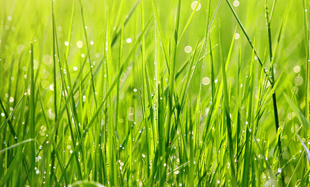 application of ammonium sulphate
