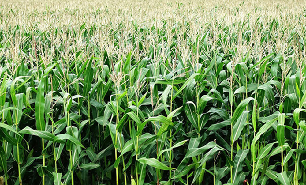 Application of ammonium sulphate